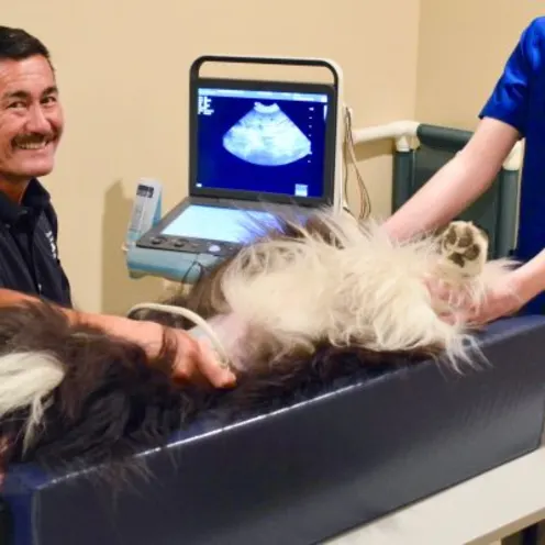 Staff members with a black and white dog during an ultrasound at Companion Animal Hospital